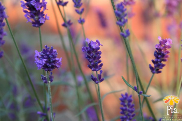 Why Massage Therapy Provides More than Just Stress Relief