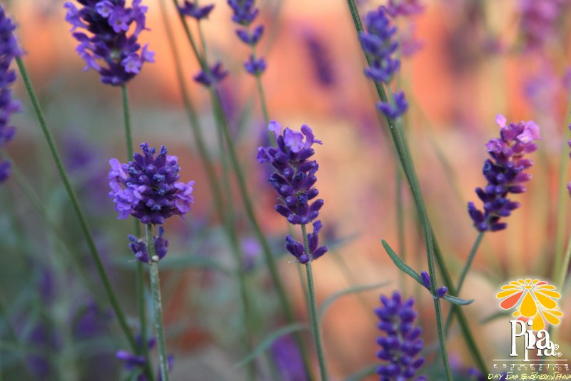 Why Massage Therapy Provides More than Just Stress Relief