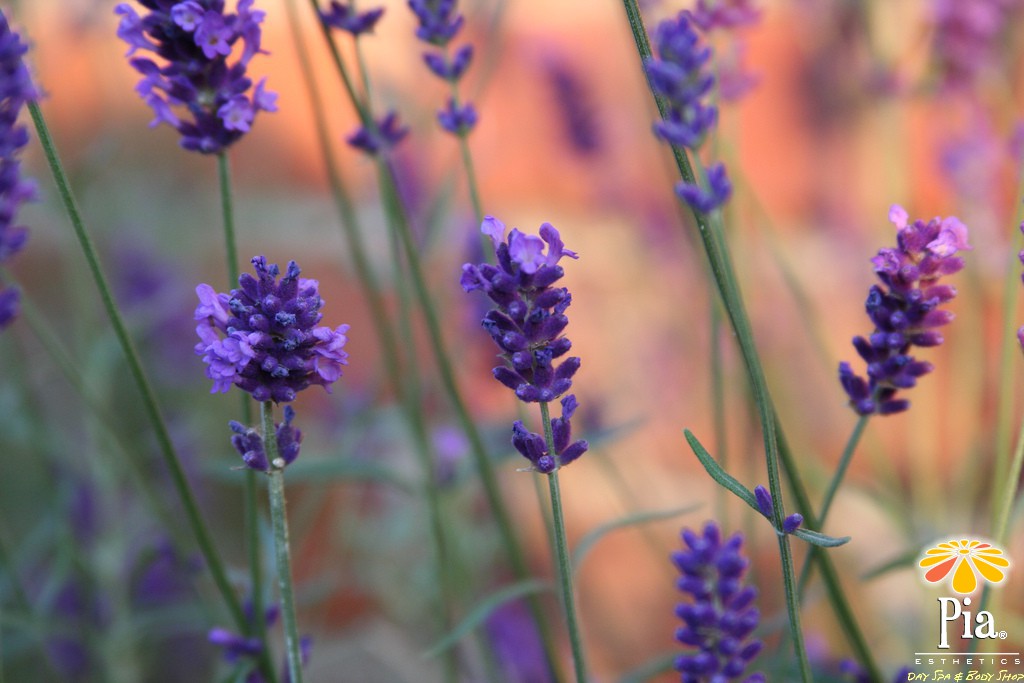 Why Massage Therapy Provides More than Just Stress Relief