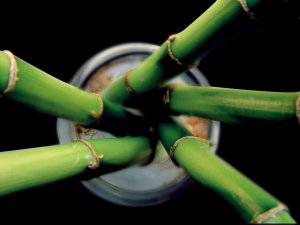 6 Amazing Benefits of Bamboo Massage